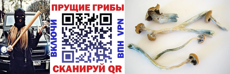 Галлюциногенные грибы Psilocybe Руза